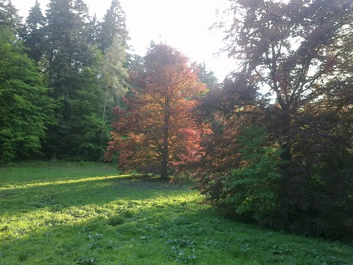 Bílovické lesy